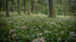 Hadwen Arboretum forest