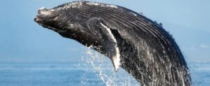 whale jumping out of the water