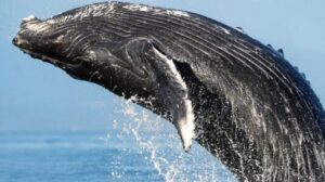 humpback whale jumping out of the water