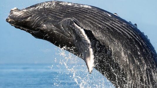 It’s not noise — it’s a symphony