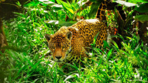 leopard in jungle