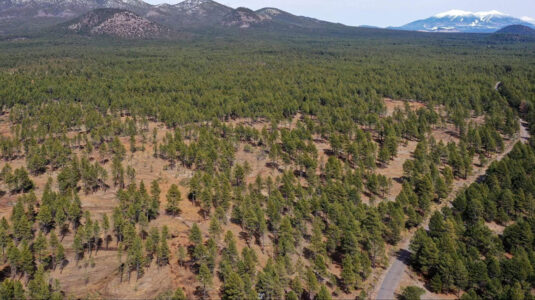 Climate change curbing Western forests’ ability to recover from fires, scientists find