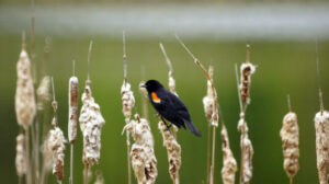 red winged blackbird sitting on wheat plant