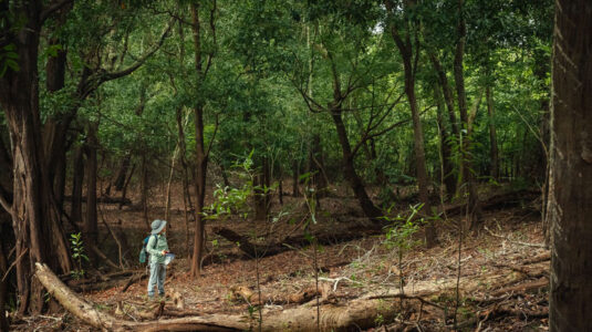 Clark geographer applies ecoacoustic research to assessment of the Amazon