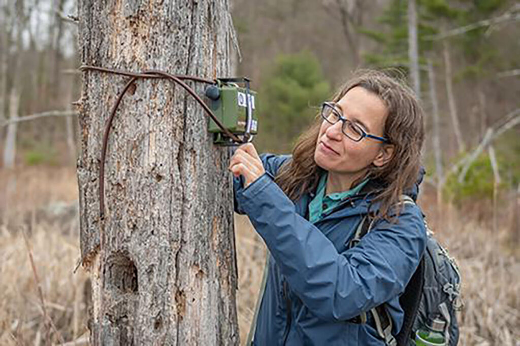 Sangermano putting monitor on tree trunk