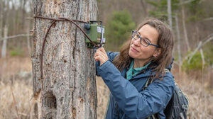 Felicia Sangermano measuring tree