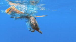 sea turtle wrapped up in fishing lines