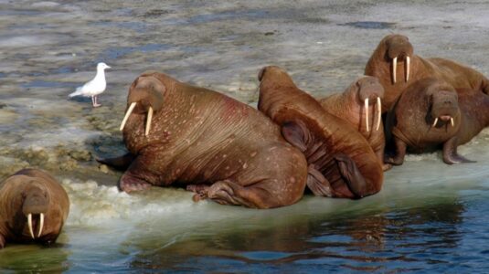 Female and Young Walruses Depend on Disappearing Arctic Sea Ice for Food Sources