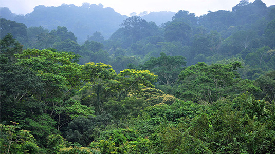 Connecting sunlight and forests to curbing climate change