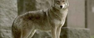 grey north american coywolf