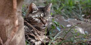 feral cat in woods