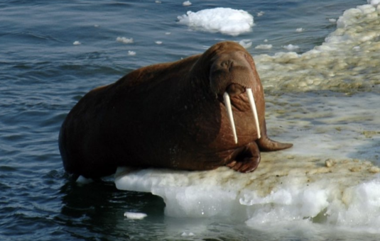 walrus on ice