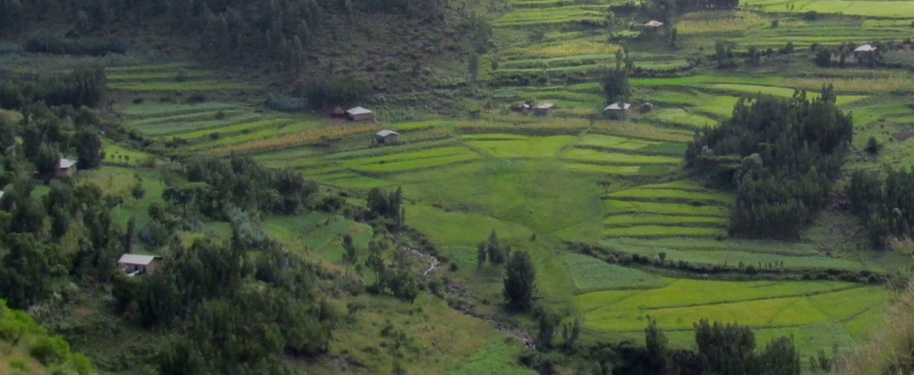 Wollo fields