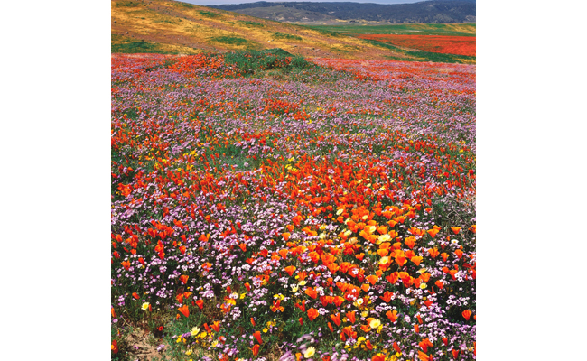 California poppy and bird’s-eye gilia
