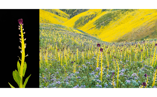 2017 “Super Bloom” wildflowers
