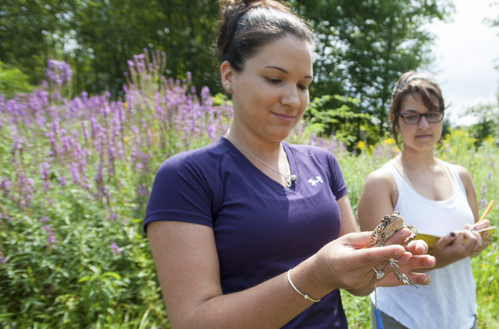 How did the Clarkies catheterize a frog?