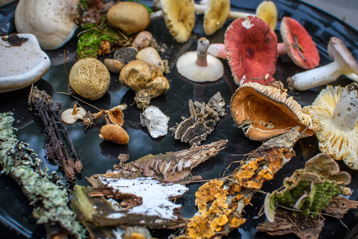 Array of mushrooms