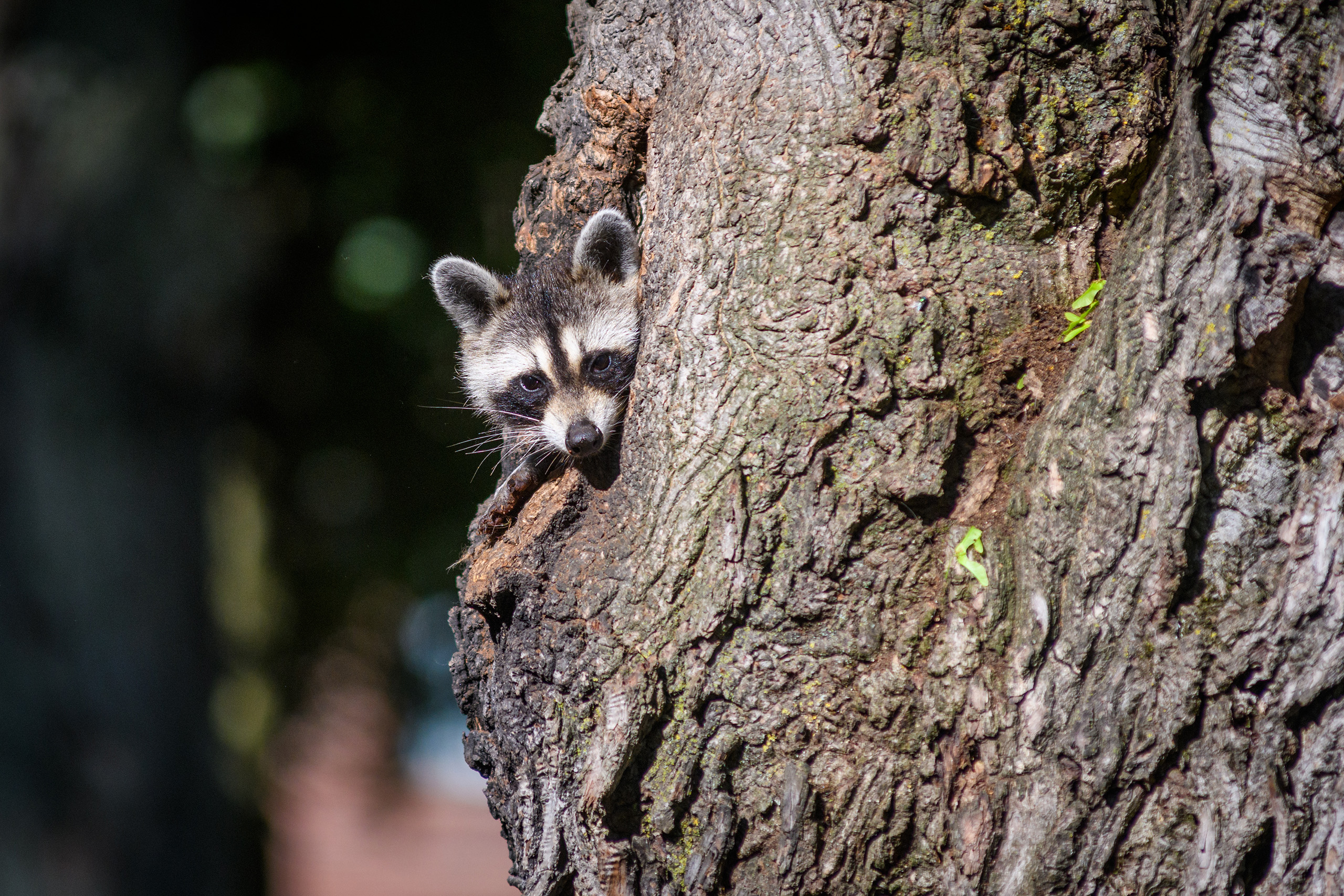 Raccoon family on campus