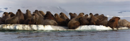 Walrus colony in Arctic