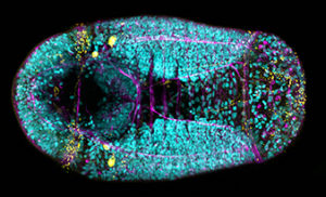 diagram f the larva of Capitella, showing DNA in cyan