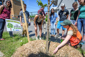 students planting tree