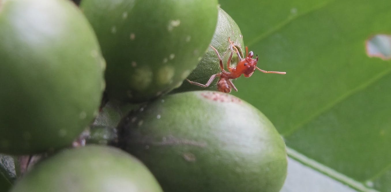 Clark students get their hands dirty with ant research