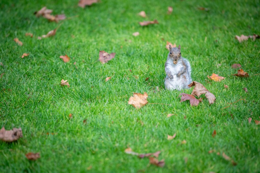 Squirrel with leaves on Clark University campus