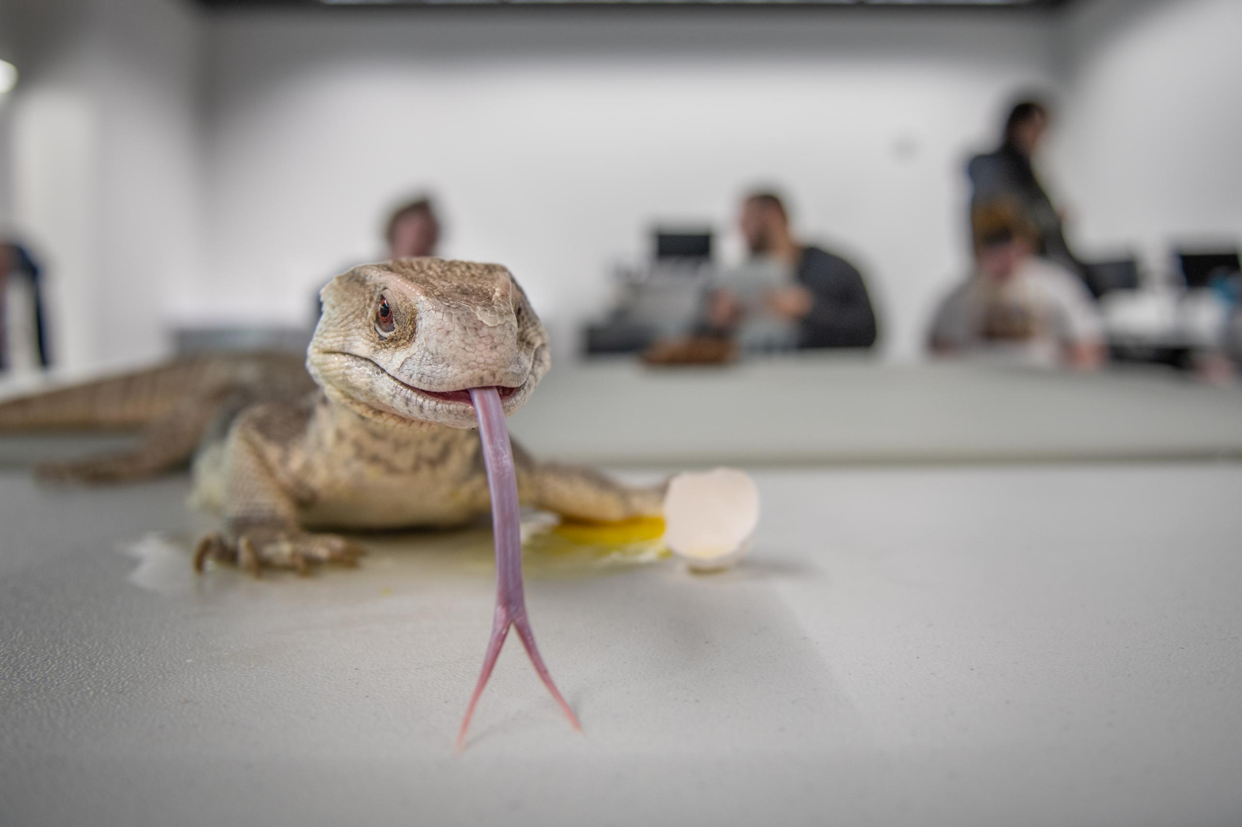 A reptile sits on table next to broken egg