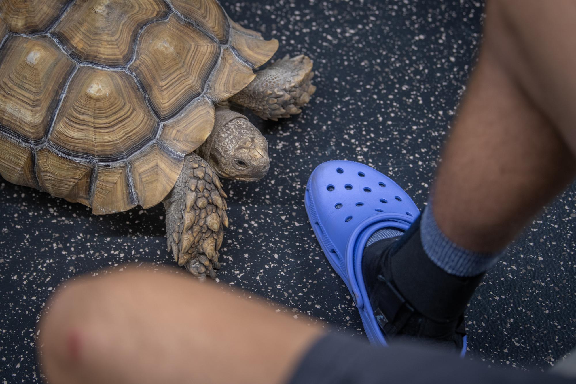 a turtle crawls near purple crock brand sandal