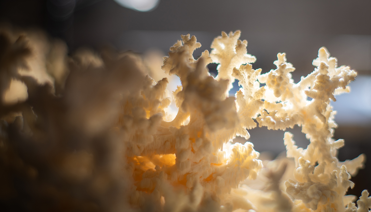 Mycology conference mushrooms in popularity