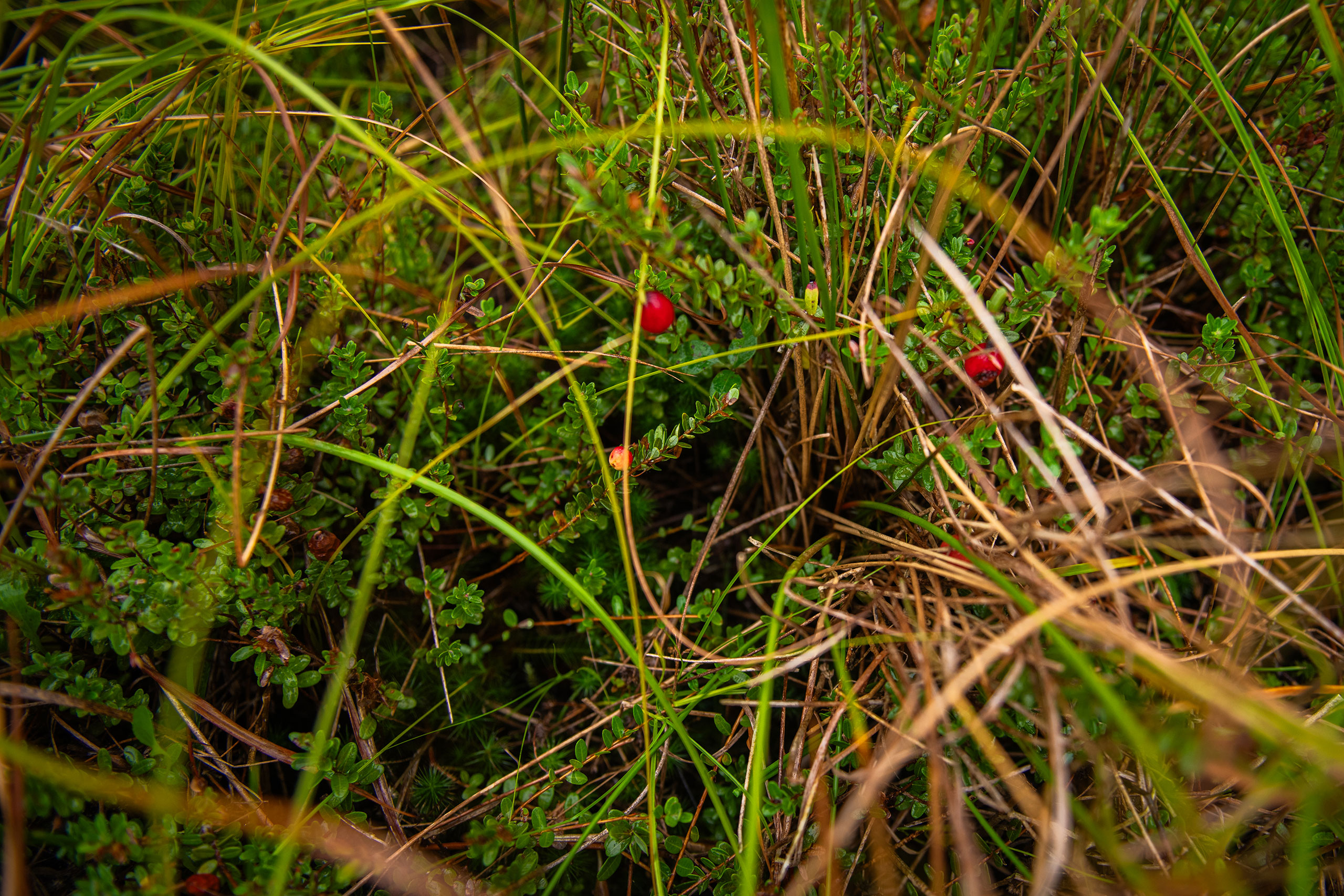 Cranberries growing in a bog