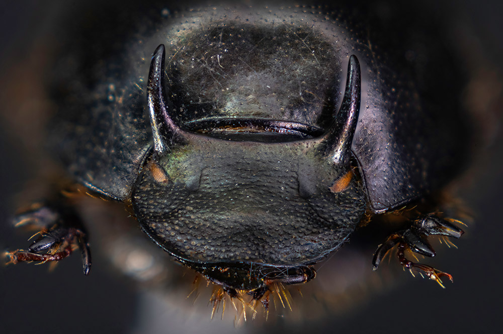 Male onthophagus taurus dung beetle from evolutionary biologist Erin McCullough's lab
