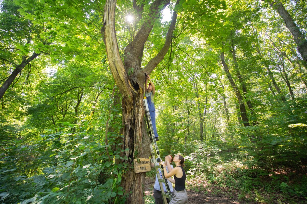 students collect data at tree in arboretum