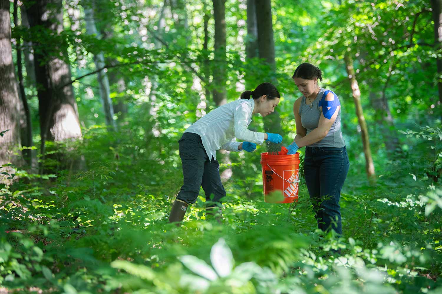 Biology Professor Erin McCullough and student gather samples in the Hadwen Arboretum for a dung beetle research project.