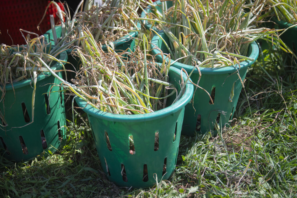 buckets of grass
