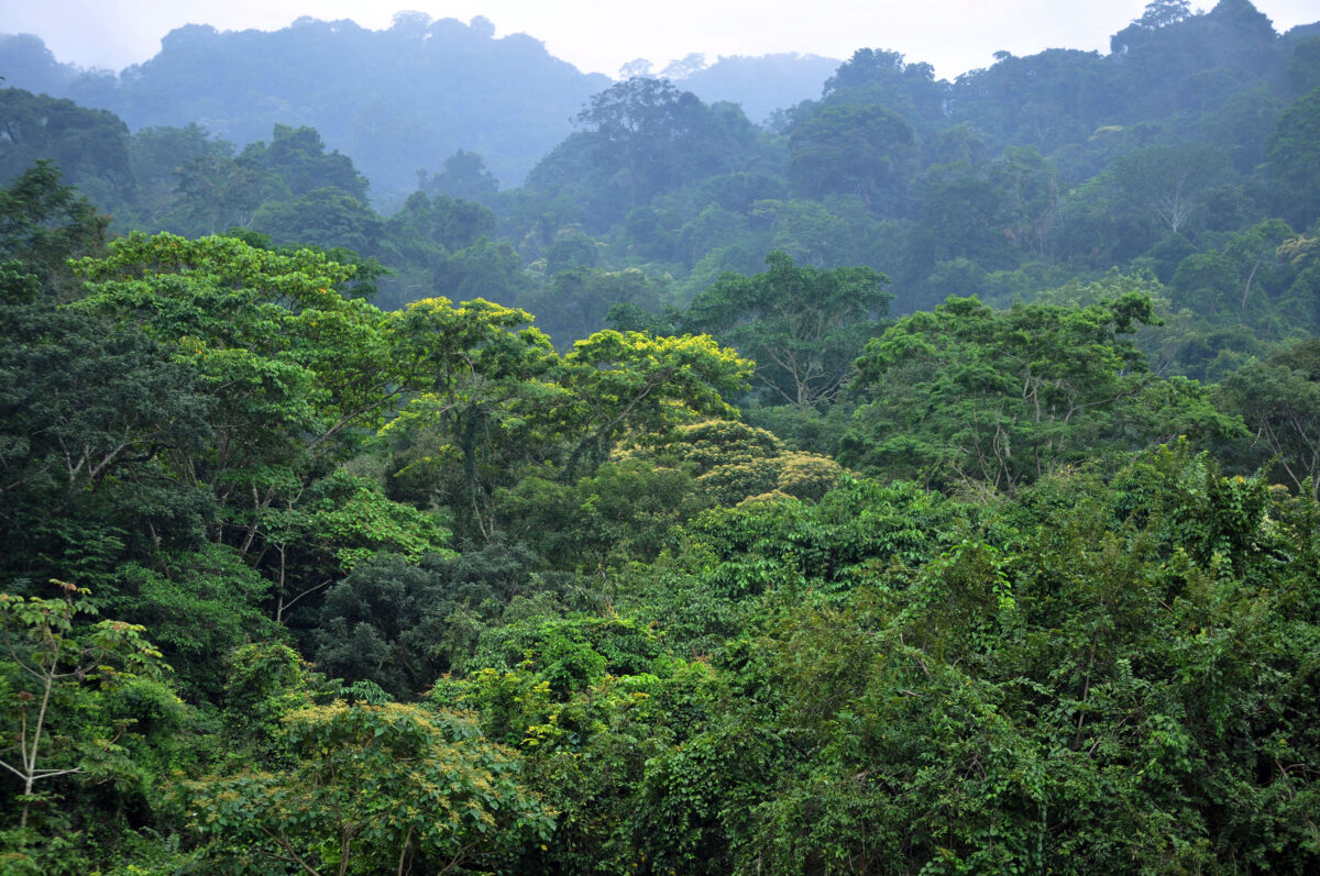 Amazon tree canopy as seen from above