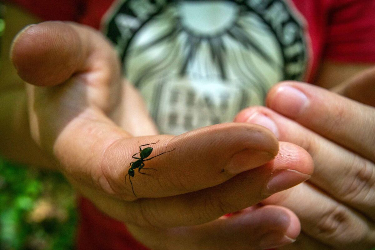 Ant on a researcher's finger