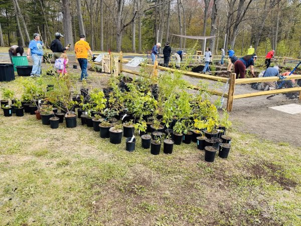 Attleboro’s Miyawaki forest includes 35 tree and plant species. Photo by Abby Cooney ’27