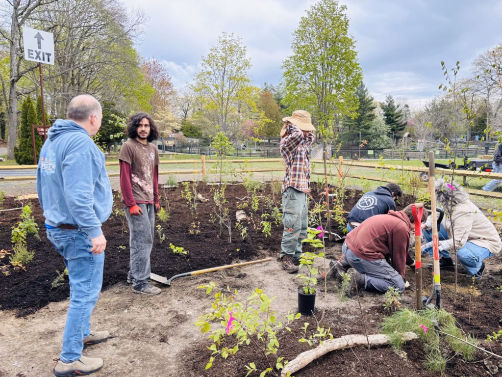Humza Musharraf ’26, second from left, works with volunteers on the Miyawaki forest in Attleboro. Photo by Abby Cooney ’27