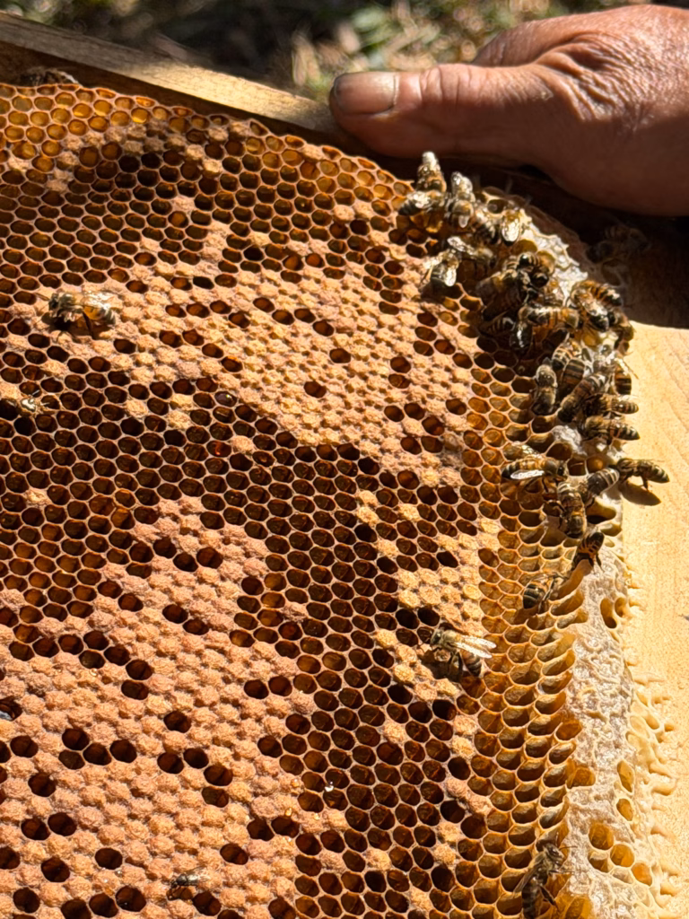 Bees making honey