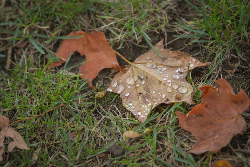 leaves on grass
