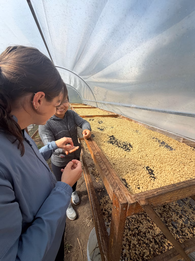 Coffee beans being sorted