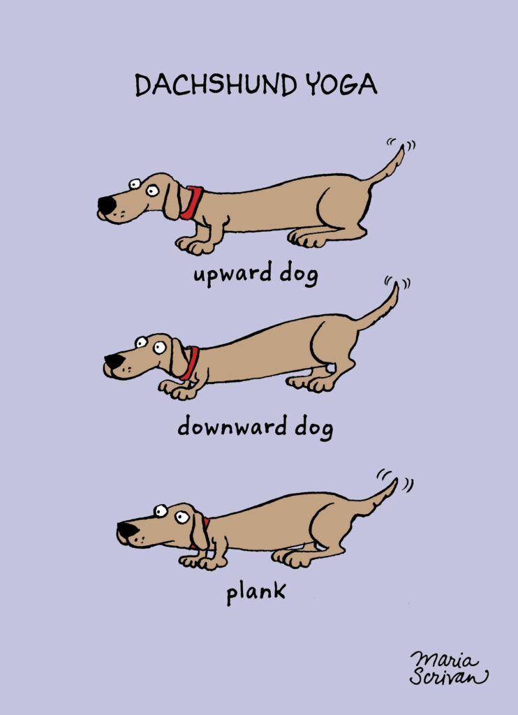 Comic by Maria Scrivan of a dachshund doing (indistinguishable) yoga poses