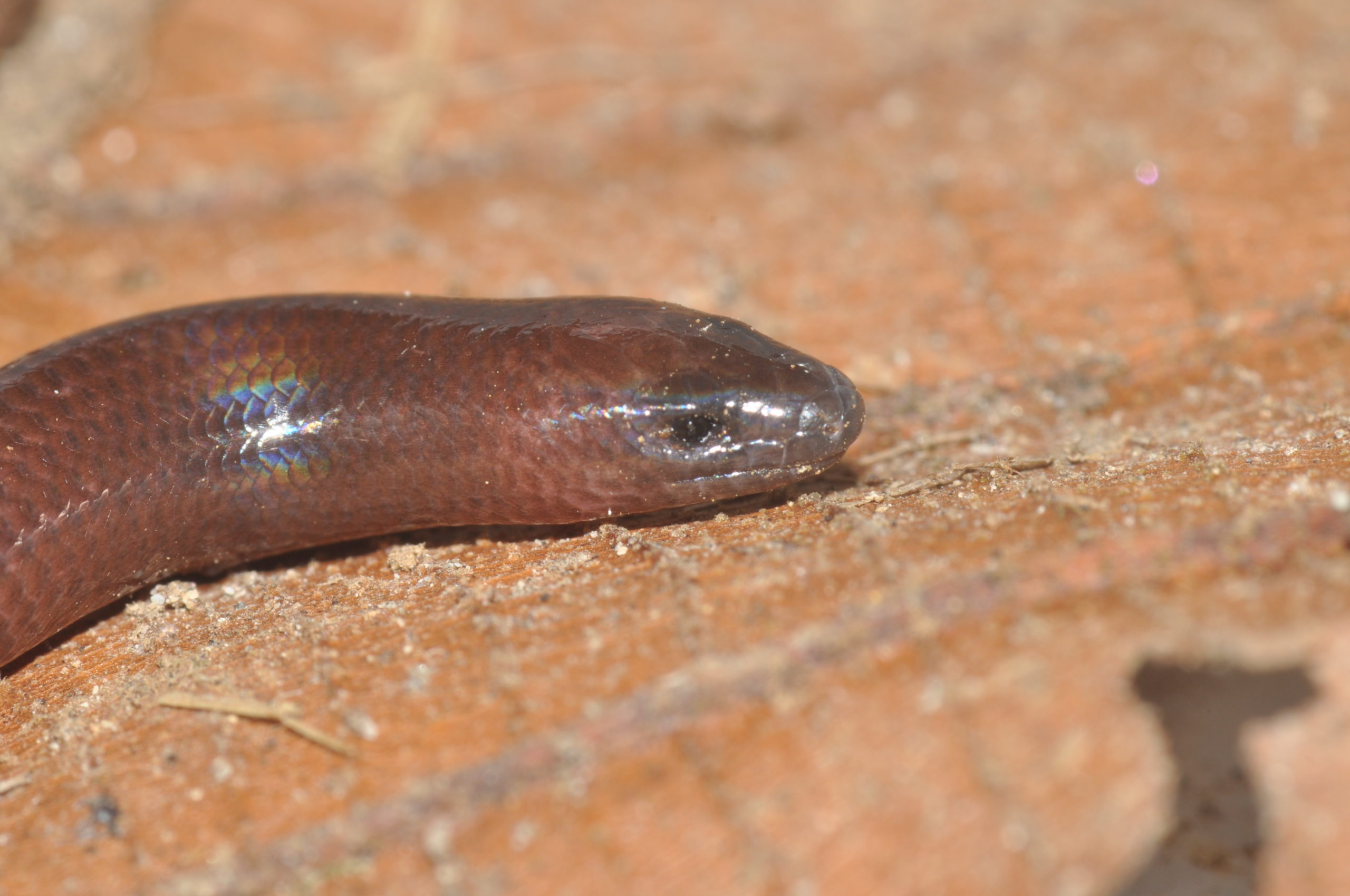 Clark researcher explores how skinks have gotten back on their feet