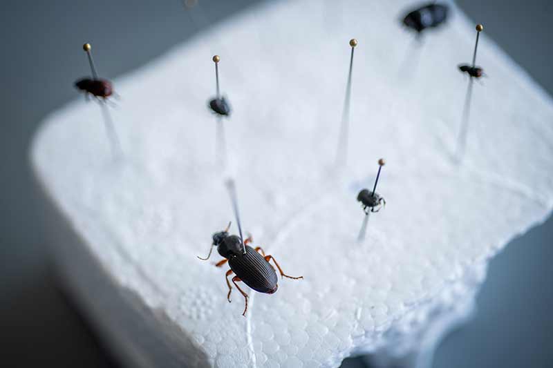 Close up samples of Onthophagus hecate, orpheus, and striatulus collected from Clark’s Hadwen Arboretum