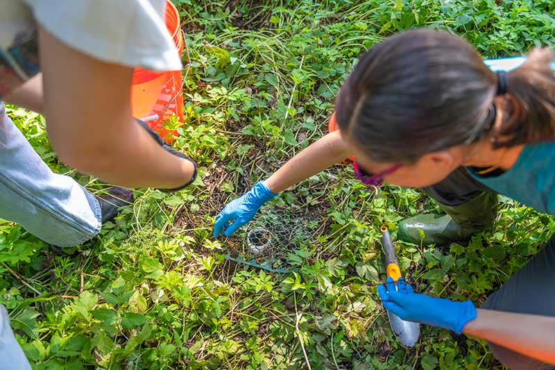 a student and professor collect beetles