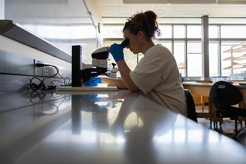 a student looks through a microscope
