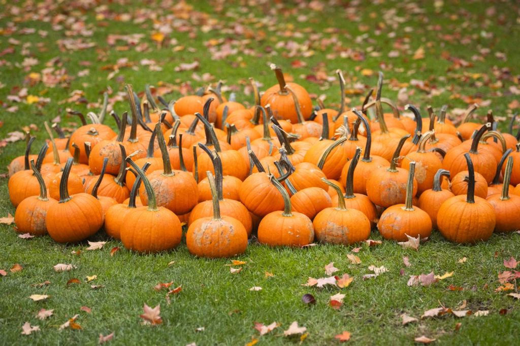 pile of pumpkins on grass