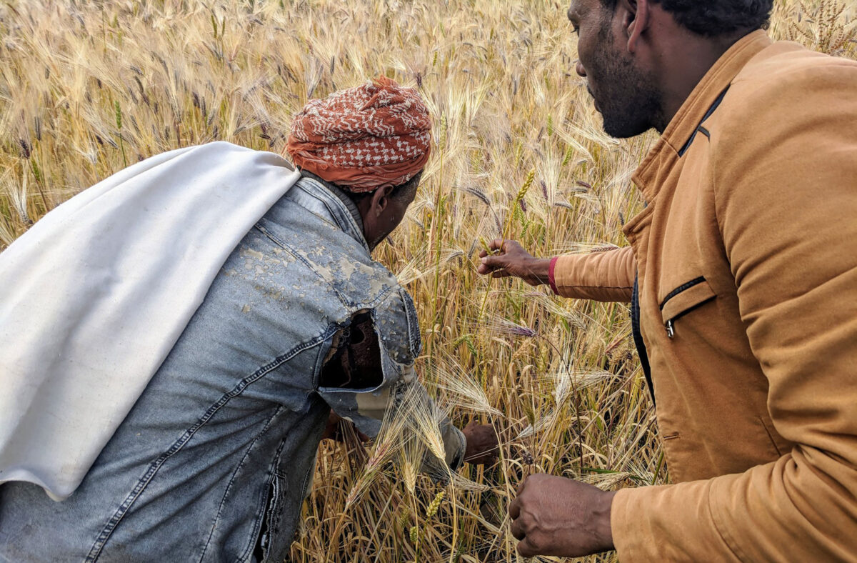 Farmer Hasan Abagaz and researcher Seid Hassen examine a traditional mixture of wheat and barley in Kutabir District, South Wollo, Ethiopia
