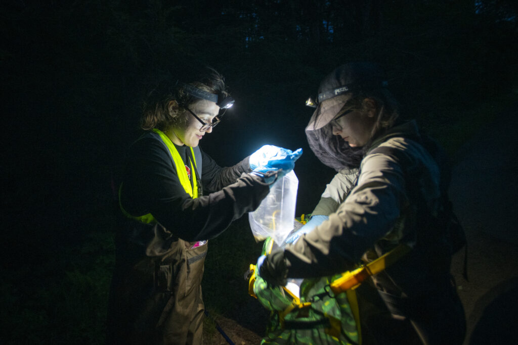 professor and students capture frogs at pond for research